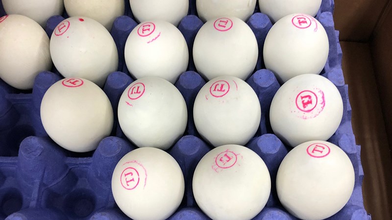 Cách bảo quản trứng vịt lộn sống